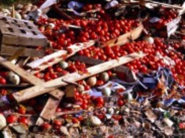 Tomatenvernichtung auf einer Deponie.