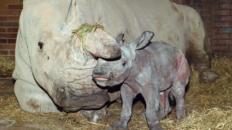 Ein neu geborenes Nördliches Weißes Nashorn mit seiner Mutter Najin im tschechischen Zoo von Dvur Kralove. (Bild vom 29.06.2000)