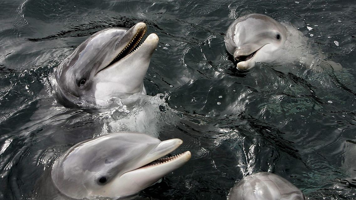 Im Delfinarium in Hardewijk (Niederlande).