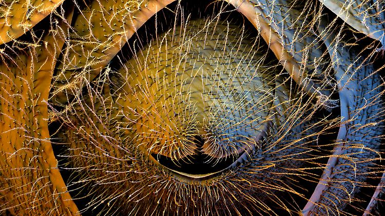 Mit diesem Foto gewinnt Stefan Diller den "Best Image Contest" der Internationalen Mikroskopie-Konferenz an der Universität Kiel.