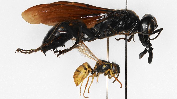 Größenvergleich der in Indonesien entdeckten Riesen-Wespe Dalara grabuda (oben) mit einer normalen Wespe.