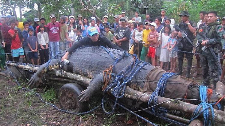 6,4 Meter lang und 1075 Kilogramm schwer: Dorfbewohner stehen hinter dem riesigen Salzwasser-Krokodil, das in Bunawan auf Mindanao gefangen wurde.