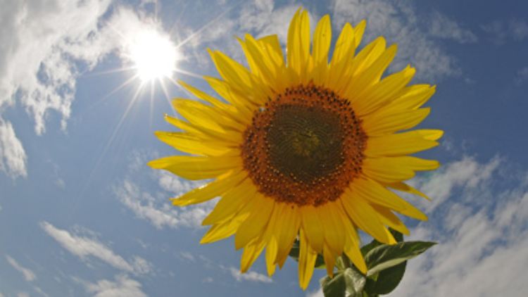 Die Investments in Sonnentechnologie enttäuschten im vergangenen Jahr.
