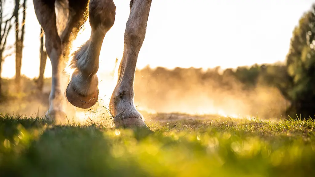 Diese-Grundausstattung-brauchen-die-Kinder-fuer-ihre-erste-Reitstunde