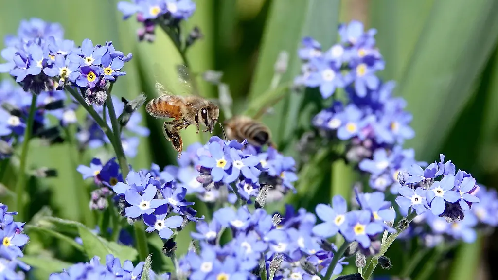 In-Bremen-werden-Vergissmeinnicht-fuer-Menschen-mit-Demenz-gepflanzt