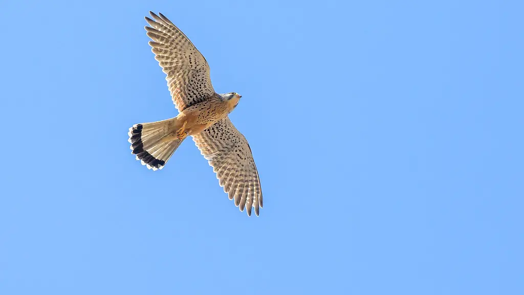 Eine-Webcam-des-Nabu-NRW-beobachtet-den-Nistplatz-einer-Turmfalken-Familie-in-Wachtberg-bei-Bonn