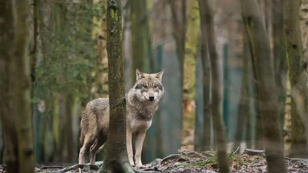 Im-ersten-Quartal-hat-es-mehr-Wolfsrisse-gegeben-als-im-Vorjahr