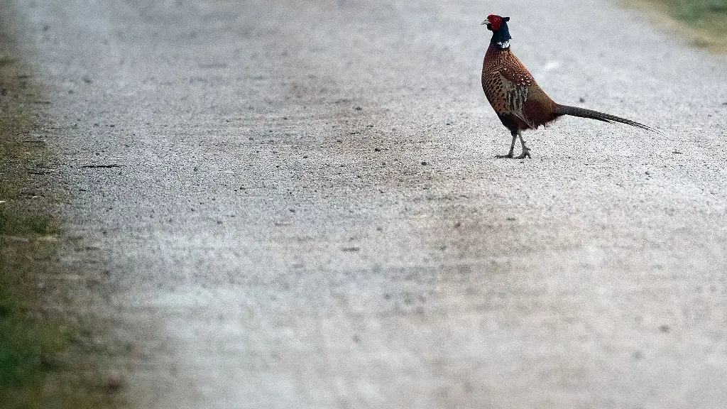 Ein-Fasan-auf-der-Strasse-loeste-einen-schweren-Unfall-aus