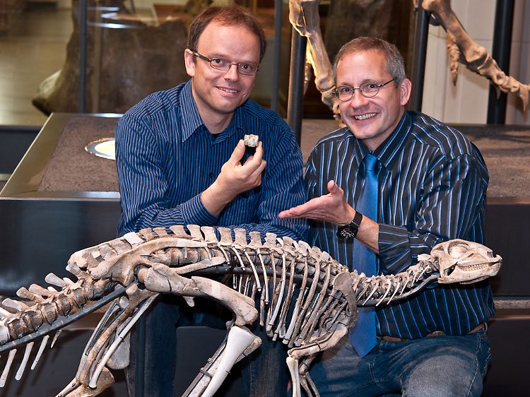 Florian Witzmann (l.) und Oliver Hampe vor einem Skelettaufbau des Dysalotosaurus lettowvorbecki im Naturkundesmuseum Berlin.