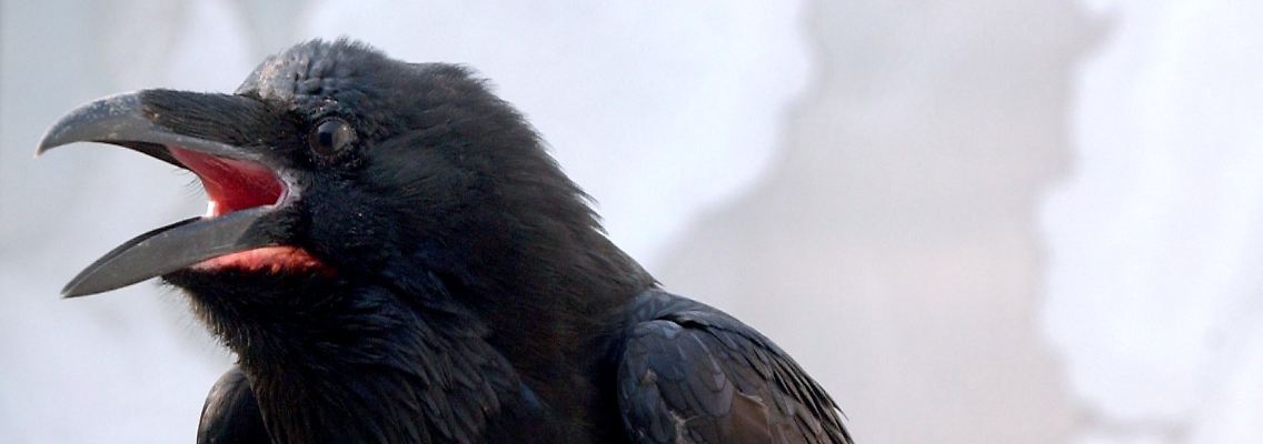 Raben sind damit auf einer Stufe mit Primaten.