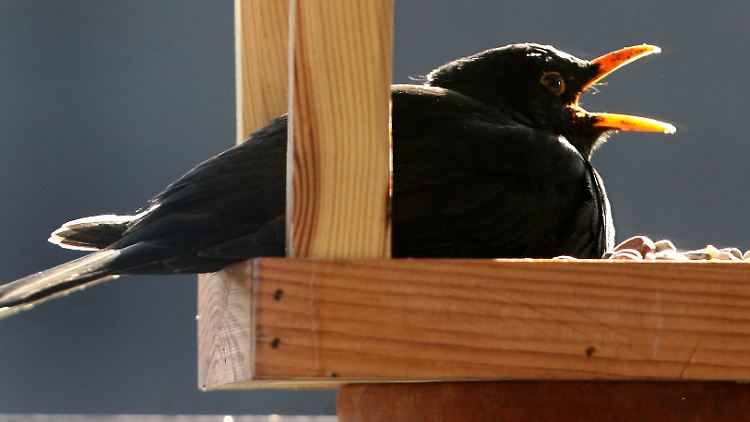 Eine Amsel macht es sich in einem Vogelhäuschen bequem.