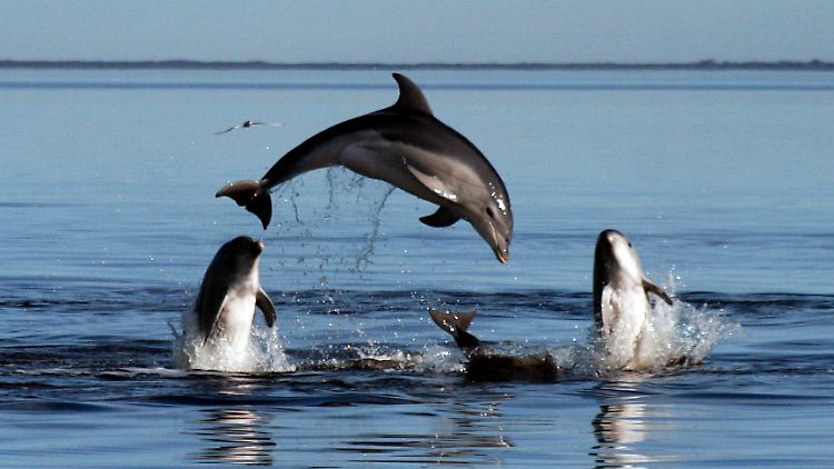 Delphine der neu entdeckten Art Tursiops Australis in der Port-Phillip- Bucht. (Quelle: Monash-Universität)