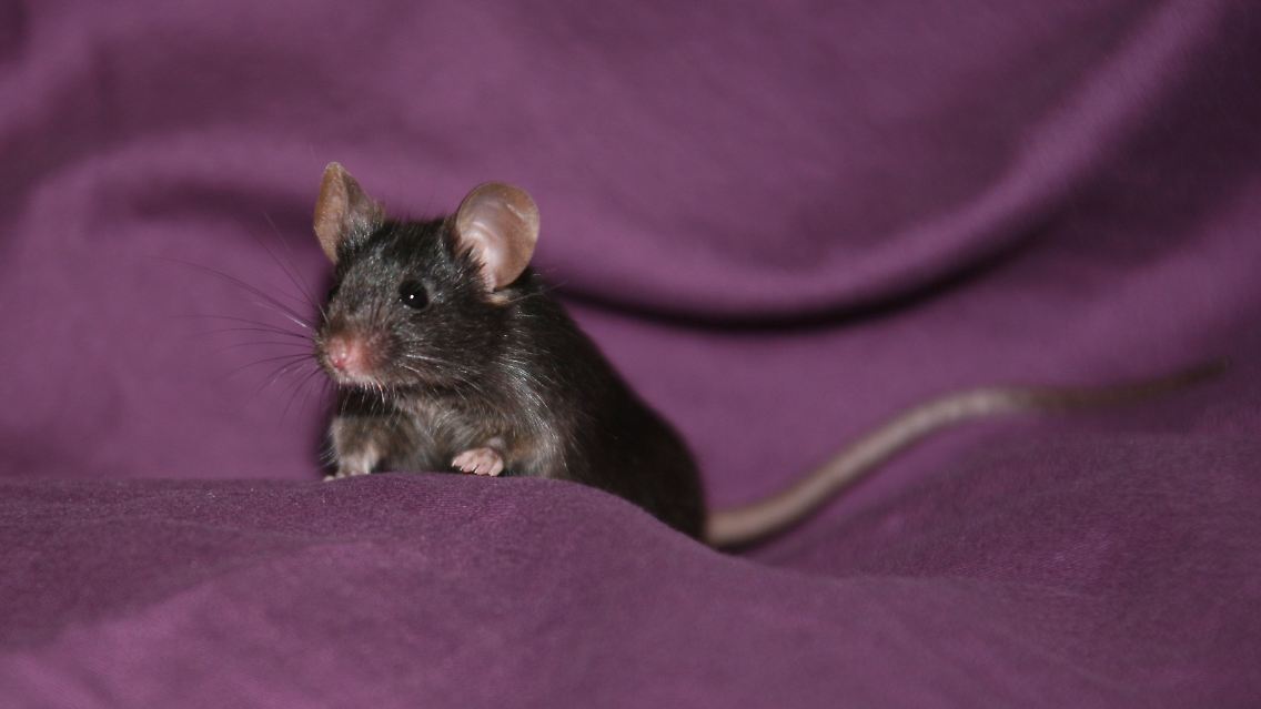 Eine kleine Maus aus iPS-Zellen.