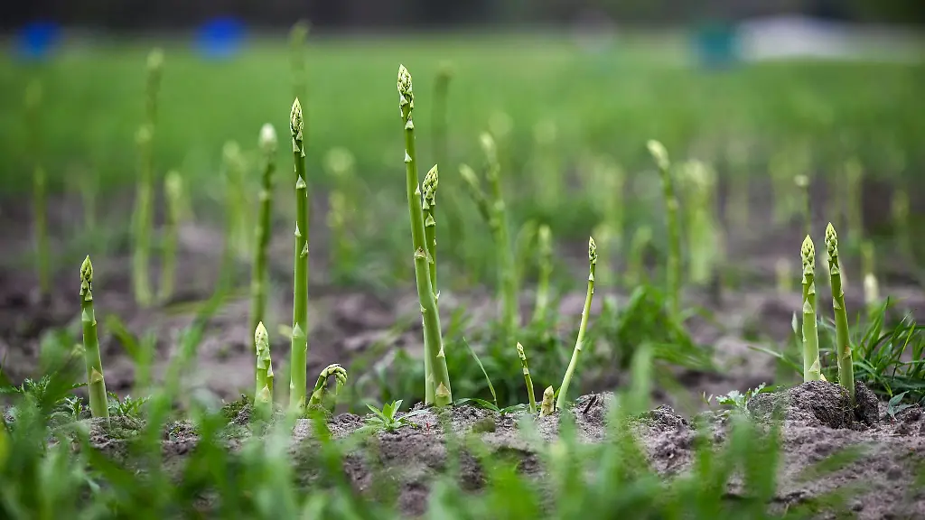 Der-Spargelbauer-hat-eine-Belohnung-ausgesetzt