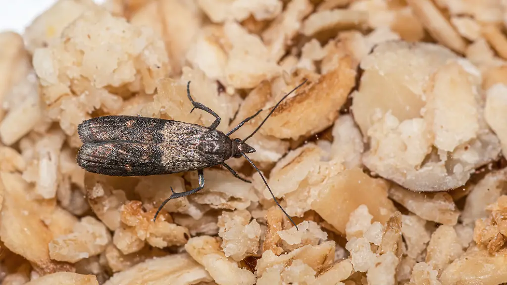 Mit-diesen-Hilfsmitteln-lassen-sich-Lebensmittelmotten-effektiv-bekaempfen