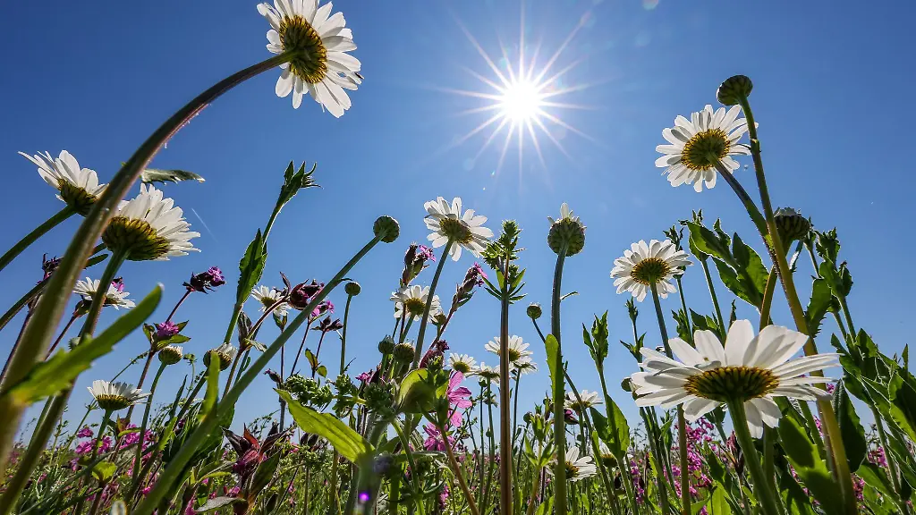 Das-Wetter-in-Sachsen-zeigt-sich-in-den-kommenden-Tagen-von-seiner-besten-Seite