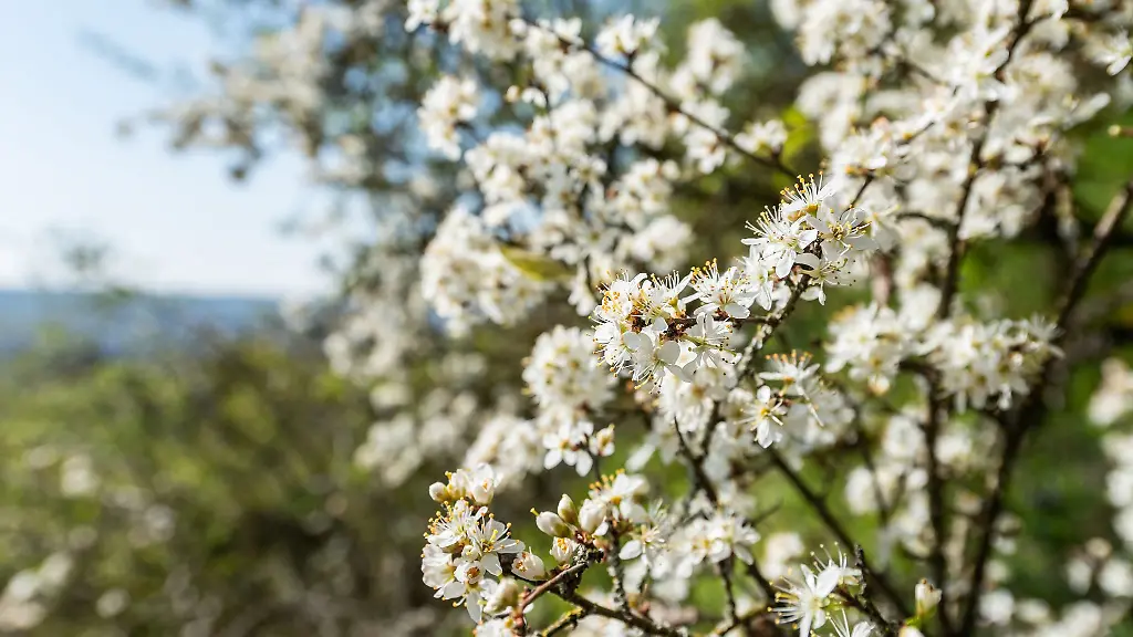 Auch-wenn-es-nachts-noch-Frost-geben-kann-es-ist-Fruehling-in-Rheinland-Pfalz-und-im-Saarland