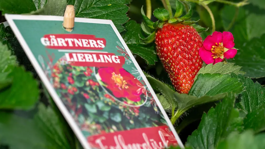 Eine-neue-Haenge-Erdbeere-bekam-jetzt-einen-Namen
