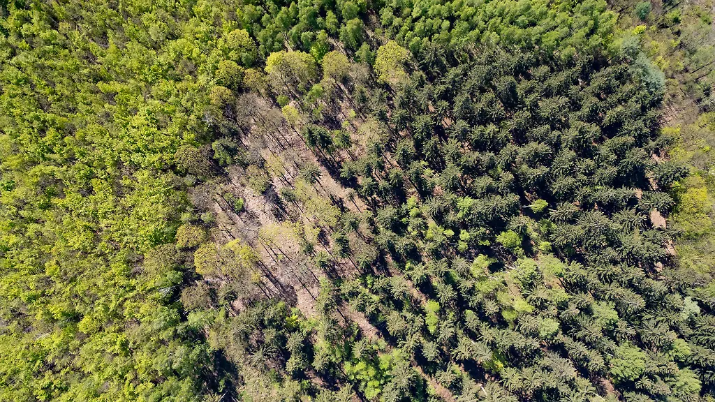 Unternehmen-initiieren-und-finanzieren-Baumpflanzung-im-Osterzgebirge
