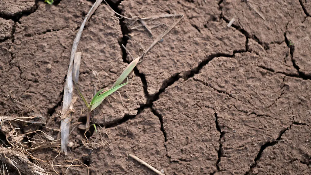 Statt-in-sattes-Gruen-gekleidet-haben-viele-Felder-in-Bayern-im-diesjaehrigen-Fruehling-lange-so-ausgeschaut-Archivbild