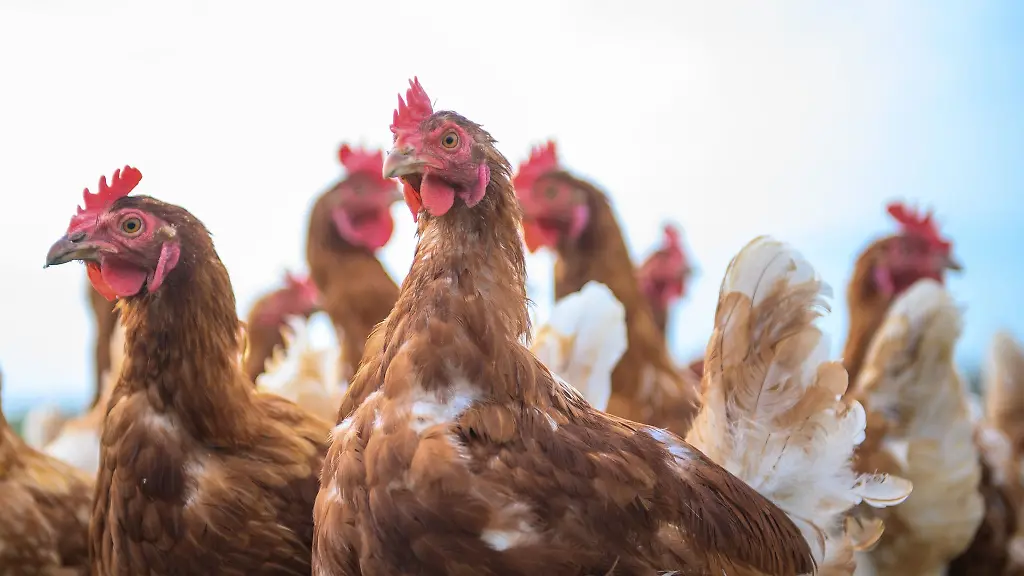Das-Unternehmen-darf-zurzeit-keine-Huehner-schlachten-und-muss-zahlreiche-Auflagen-erfuellen-bevor-es-den-Betrieb-wiederaufnehmen-darf