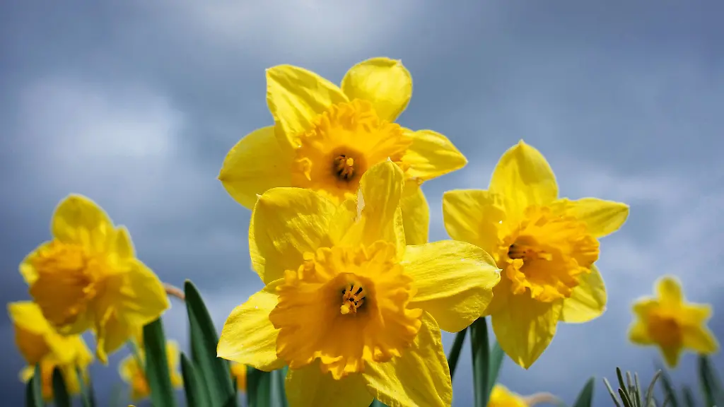 Aprilwetter-in-Sachsen-Warm-sonnig-und-wieder-trocken-Archivbild