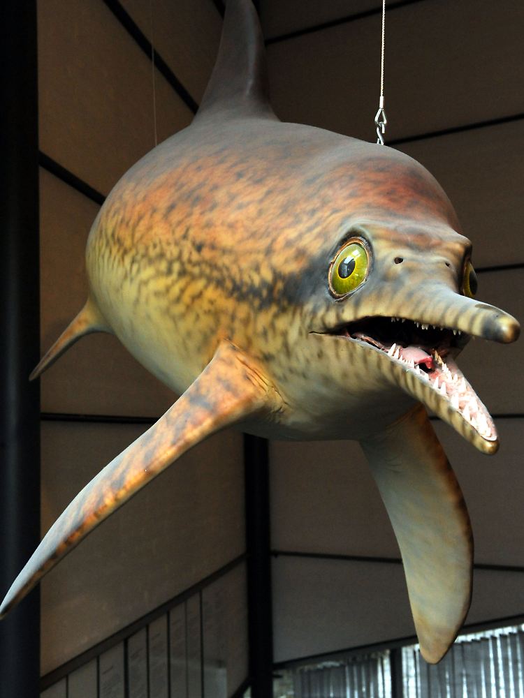 Fünf Fischsaurier wurden bereits in Norddeutschland gefunden. (Modell im Urweltmuseum in Holzmaden)