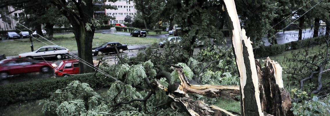 Die meisten Todesopfer forderten abgeknickte Bäume.