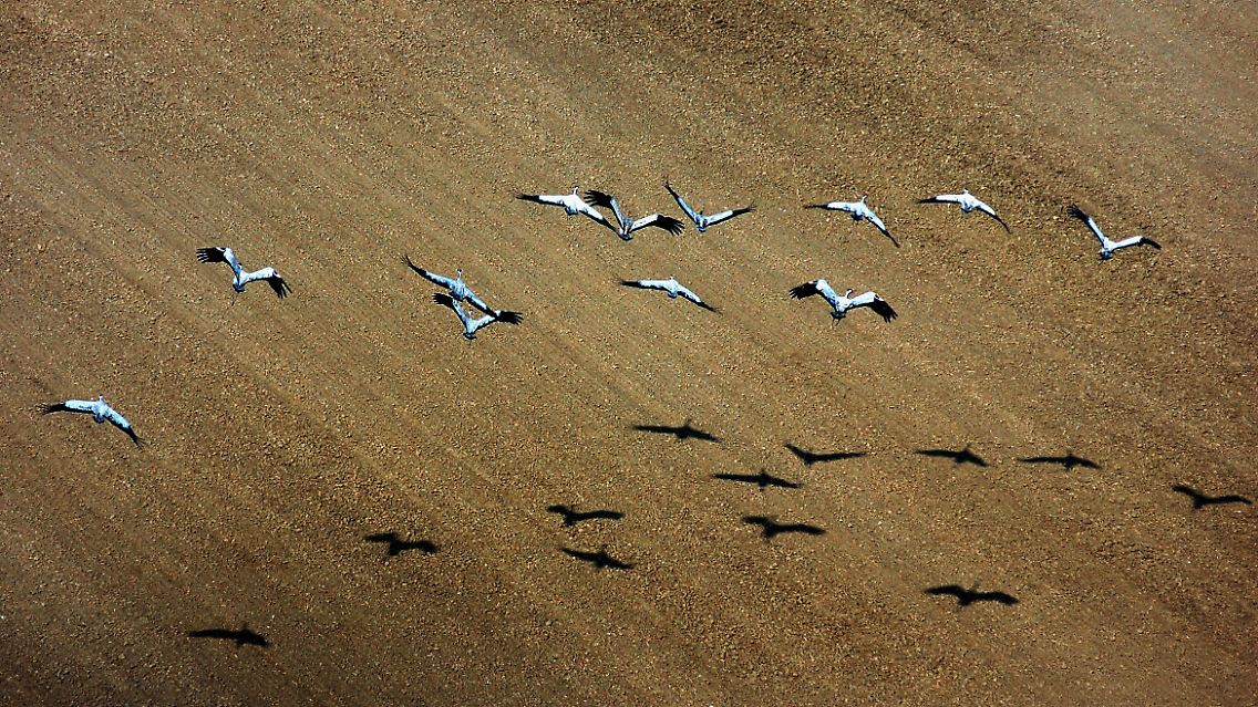Wildgänse über der Puszta von Hortobágy.