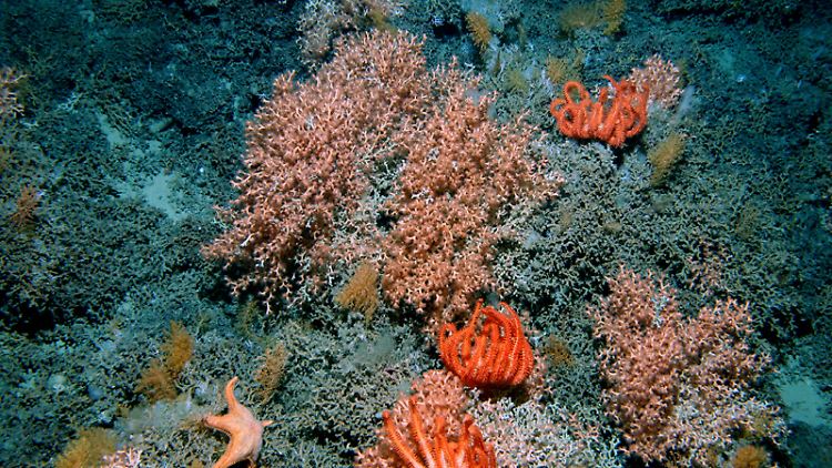 In der Tiefsee müssen die Tiere erfinderisch werden, um zu überleben