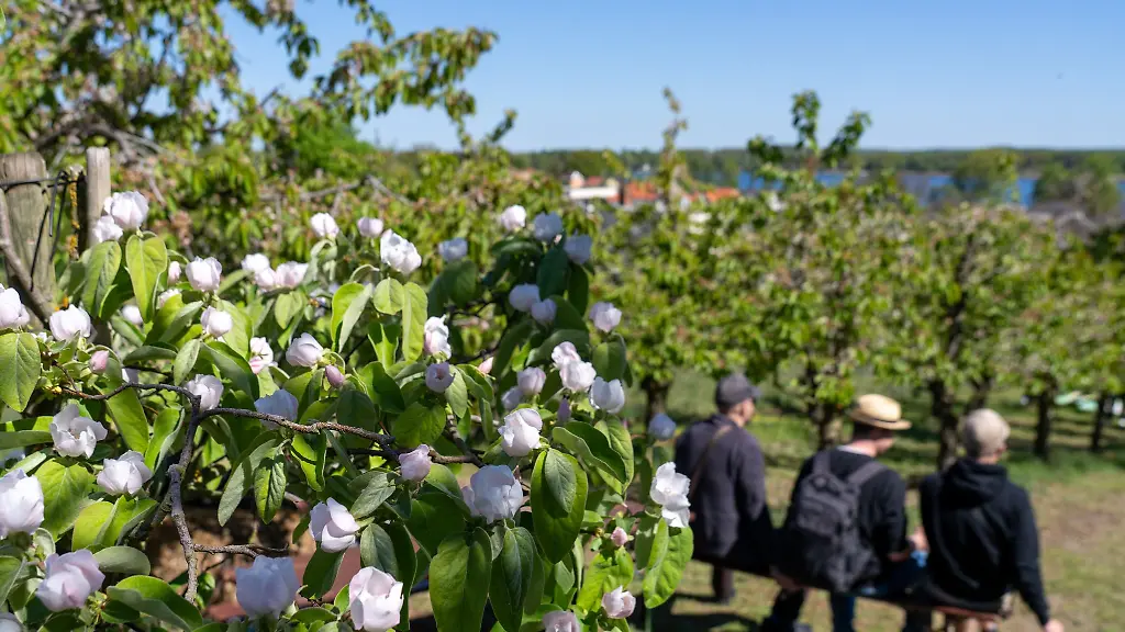 In-vielen-Hofgaerten-in-Werder-wurde-getrunken-gegessen-und-gequatscht