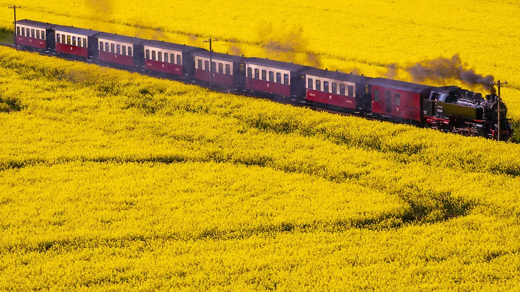 Rapsfelder-sind-in-Mecklenburg-Vorpommern-im-Fruehjahr-besonders-typisch
