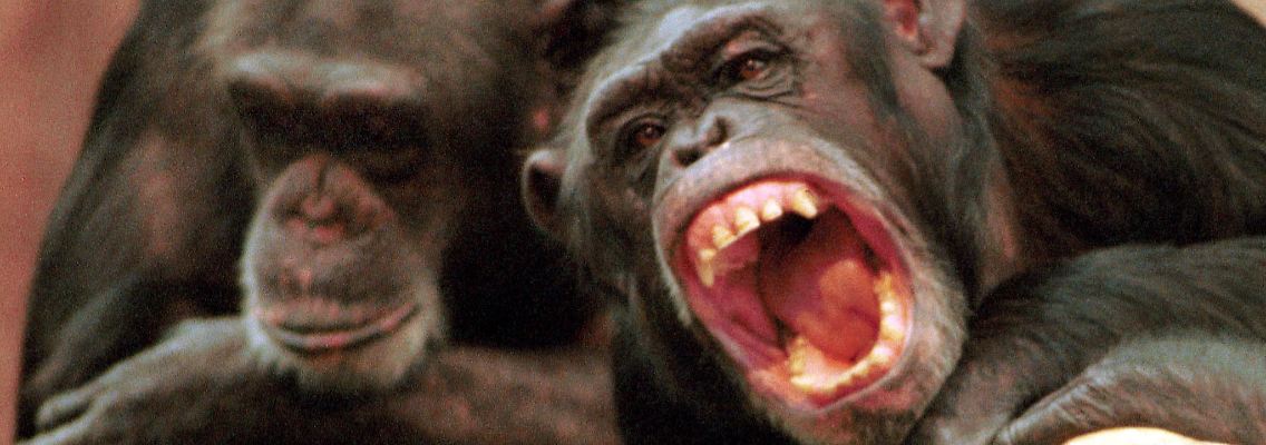 Die Untersuchungen fanden im tansanischen Gombe-Nationalpark statt.
