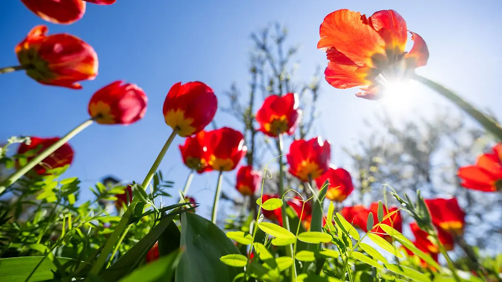 Die-Fruehlingssonne-sorgt-in-den-kommenden-Tagen-dafuer-dass-es-richtig-warm-wird