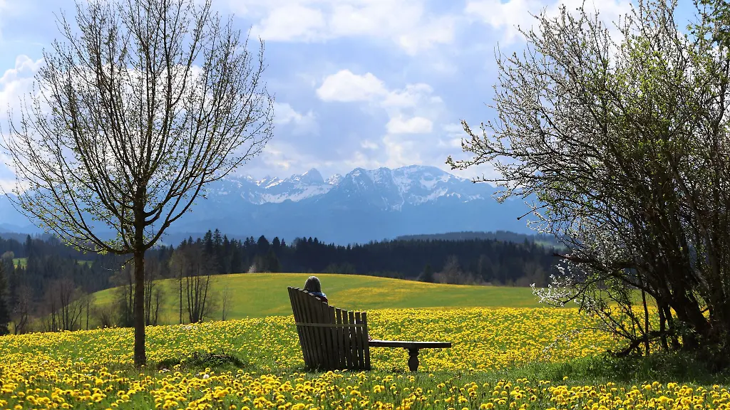 Vielerorts-sind-Blueten-zu-bewundern-wie-zum-Beispiel-vom-Loewenzahn
