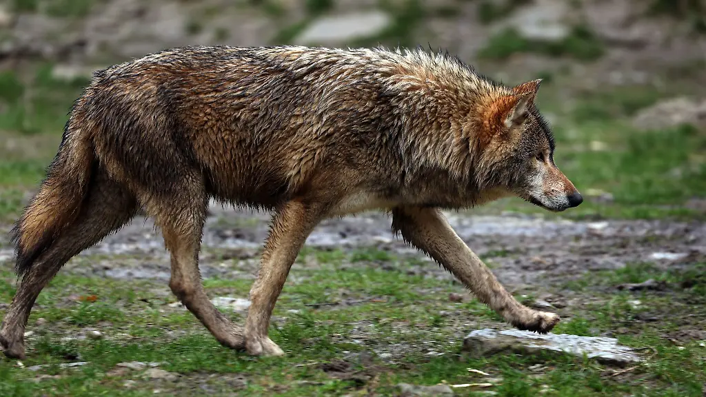 Um-den-Abschuss-eines-Wolfs-entzuendete-sich-in-Unterfranken-eine-groessere-juristische-Auseinandersetzung