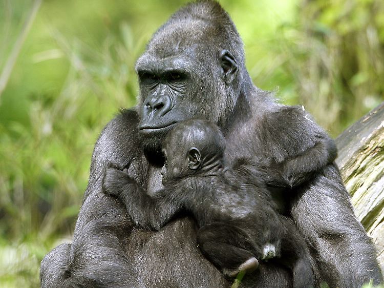Die Ergebnisse sind ein Hinweis darauf, dass auch Gorillas die Immunschwäche auf den Menschen übertragen können.