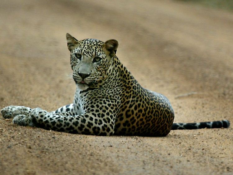 Im Yala National Park zu bestaunen: Leoparden, ...