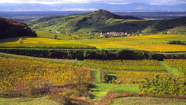 Wiesen, Winzerdörfer, Rebstöcke und Obstgärten und im Hintergrund die Vogesen: Zwischen Schwarzwald und Rhein erstreckt sich am Kaiserstuhl eine ehemalige Vulkanlandschaft, die längst viele Farbtupfer bekommen hat.