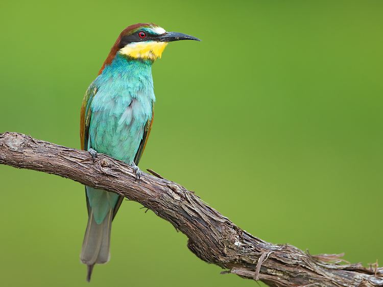 Vielfalt von Pflanzen und Tieren: Auch seltene Vögel wie der Bienenfresser sind hier zu Hause.