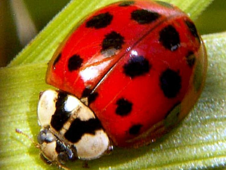 Der Asiatische Marienkäfer wird auch als Vielfarbiger Marienkäfer oder Harlekin-Marienkäfer bezeichnet.
