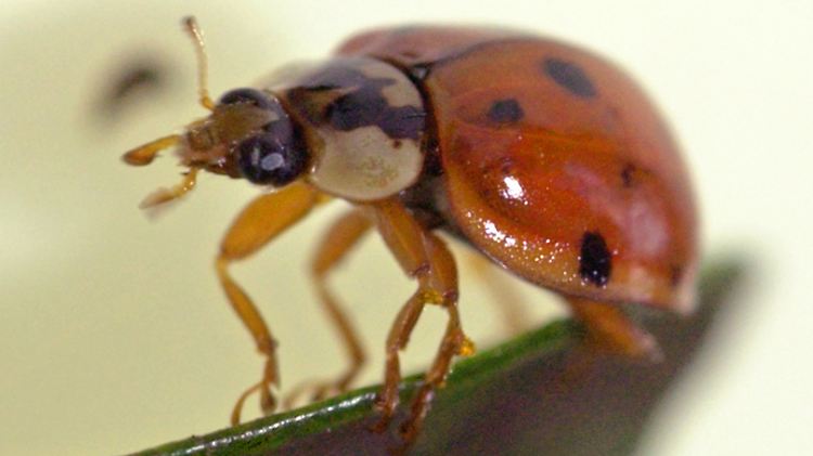 Marienkäfer haben etwas gegen Malaria.
