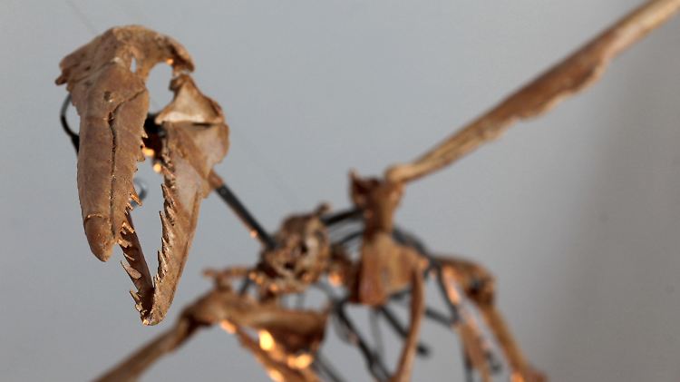 Das rekonstruierte Skelett eines Urvogels (Pelagornis chilensis).