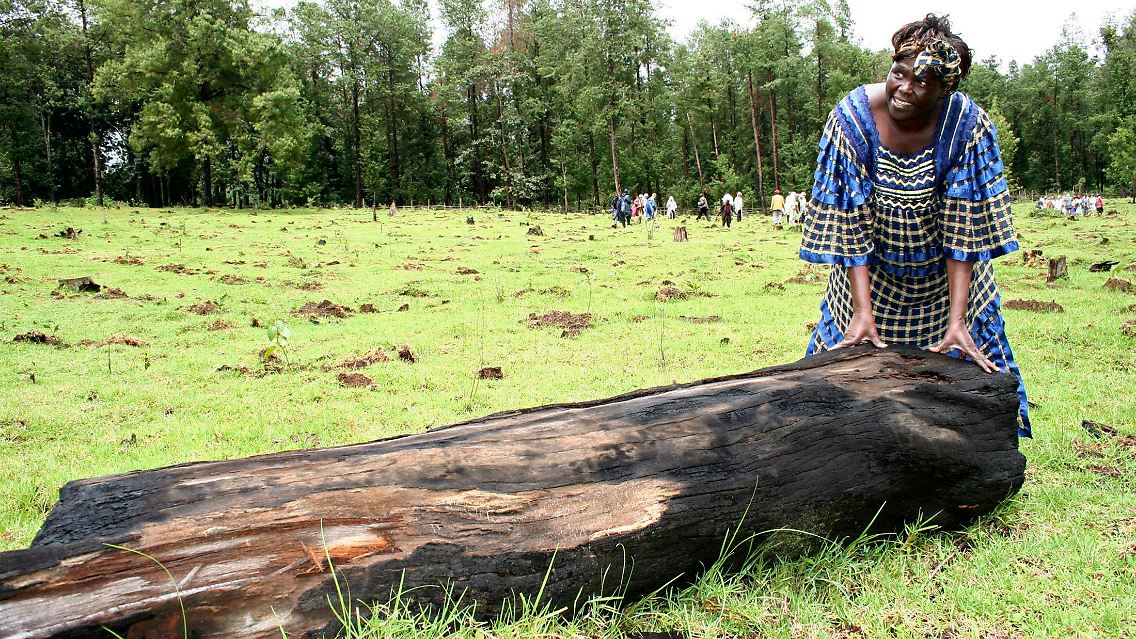 "Mutter der Bäume": Wangari Maathai neben einem illegal abgeholzten Baum im Sabatia-Wald.