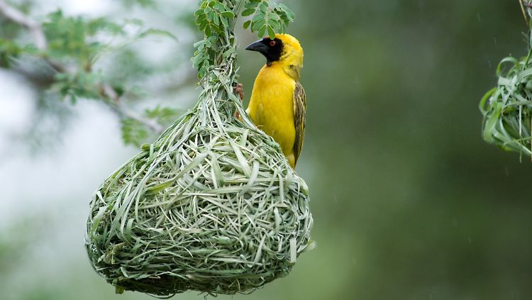 Der Maskenwebervogel baut pro Saison Dutzende kunstvolle Nester.