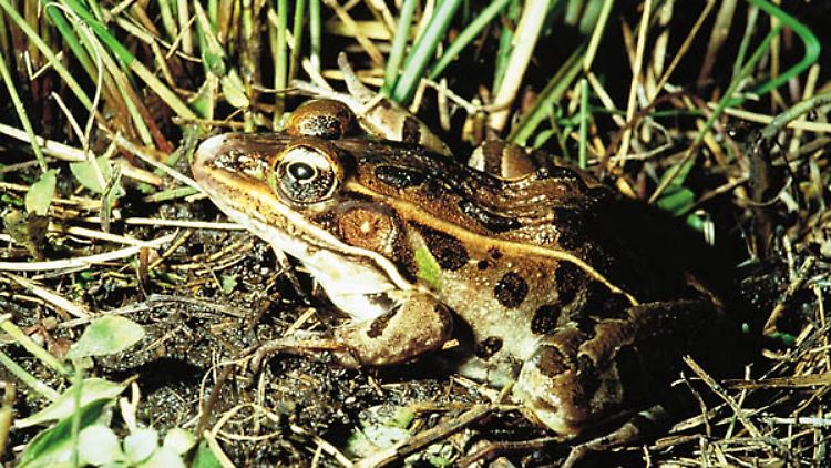 Ein Leopardfrosch in freier Natur.