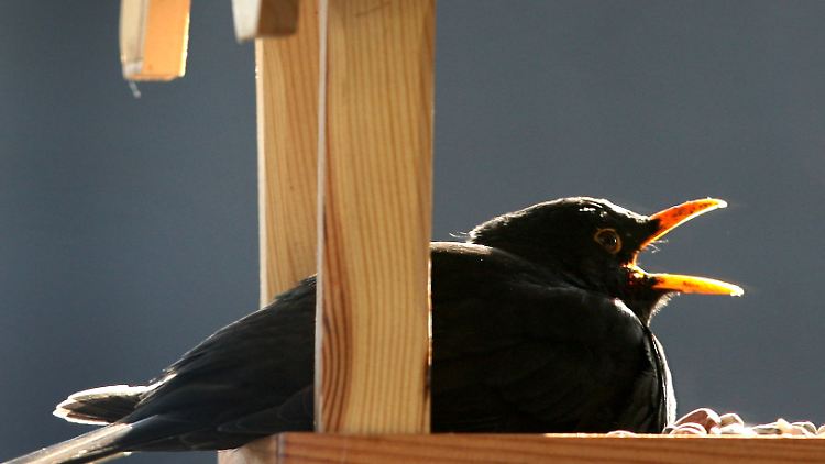 Eine Amsel im Futterhaus.