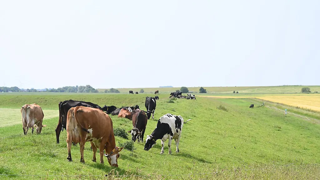 Kuehe-stehen-bei-strahlendem-Sommerwetter-in-Dyksterhusen-auf-dem-Deich