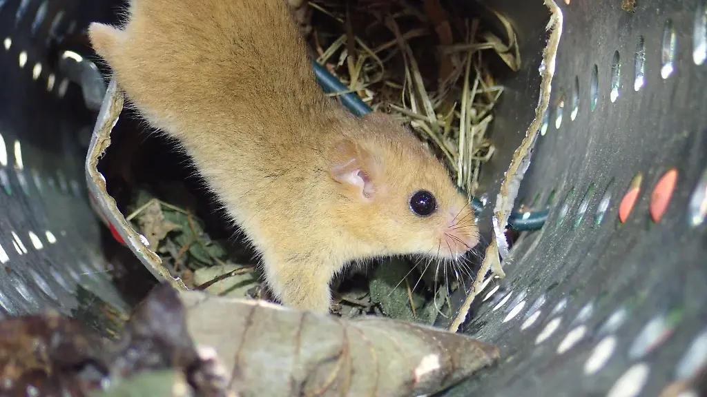 Schutzprojekt-fuer-dieHaselmaus-im-Harz