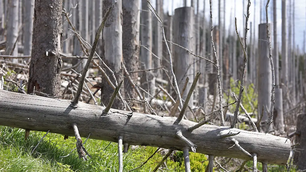 Die-Waldkrise-in-Sachsen-Anhalt-ist-laengst-nicht-ueberwunden-Archivbild
